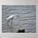 Search for wildlife posters Heron