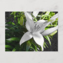 Search for white lily postcards Flora