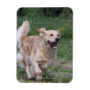Recherche de courant magnets Plomb et pam langrish