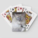 Recherche de regard jeux de cartes Chat