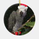Search for african grey parrot ornaments Birds