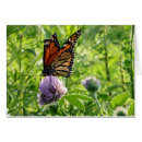 Search for winged photography Animal