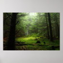 Search for forest posters Woodland
