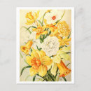 Recherche de narcisses cartes postales Jonquille