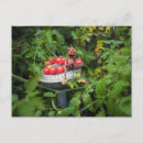 Recherche de tomates cartes postales Drôle