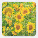 Search for large sunflower stickers Yellow