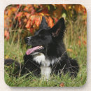 Search for long barware Dog