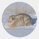 Search for cottontail rabbit stickers Bunnies