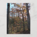 Recherche de chemin forestier cartes postales Arbres