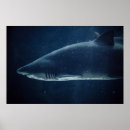 Recherche de requin vintage art Nature