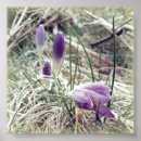 Recherche de crocus posters Printemps
