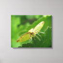 Search for moth canvas prints Insects