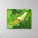 Search for moth canvas prints Insects
