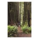 Search for sempervirens Sequoia sempervirens