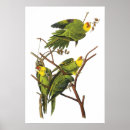 Recherche de audubon birds posters Illustration