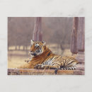 Search for bengal cats postcards Asian