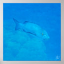 Recherche de great barrier reef posters Grande barrière
