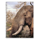 Search for wildlife notebooks Africa