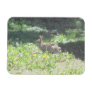 Search for magnetic fields cards Meadow