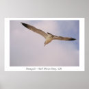 Search for seagull posters Nature