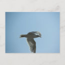 Search for gull wing postcards Seagull