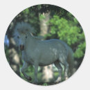 Search for miniature horses stickers Bob langrish