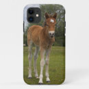 Search for foal cases Pony