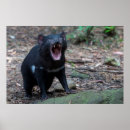 Search for tasmanian devil posters Marsupial