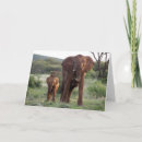 Search for african elephant cards calf