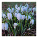 Recherche de perce neige posters Printemps