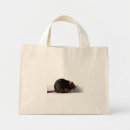 Search for cute rats photography Brown