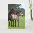 Search for section cards Pony