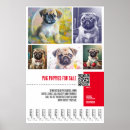 Recherche de de carlins posters Pour animaux