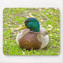 Recherche de le canard tapis souris Poulailler
