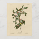 Recherche de bird cartes postales Audubon