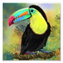 Recherche de peinture toucan Aquarelle