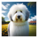 Search for old dog photos posters Cute