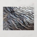 Recherche de dinde sauvage cartes postales Brun