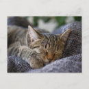 Recherche de tigres mignons cartes postales Chat