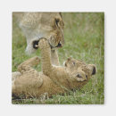 Search for lion predator magnets Lincoln peak