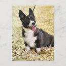 Recherche de corgi cartes postales Canine