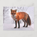 Search for woodland foxes postcards Wildlife