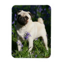 Recherche de alerte magnets Marais