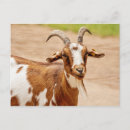 Recherche de chèvre blanche cartes postales Pour tous