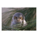 Recherche de hibou photographie Nature