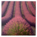 Search for provencal tiles Flower