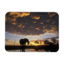 Recherche de parc national chobe magnets Botswana