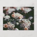 Search for cacti horizontal postcards Pink
