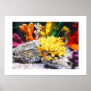 Search for seahorse posters Fish