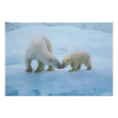 Search for cute polar bear art posters Nature